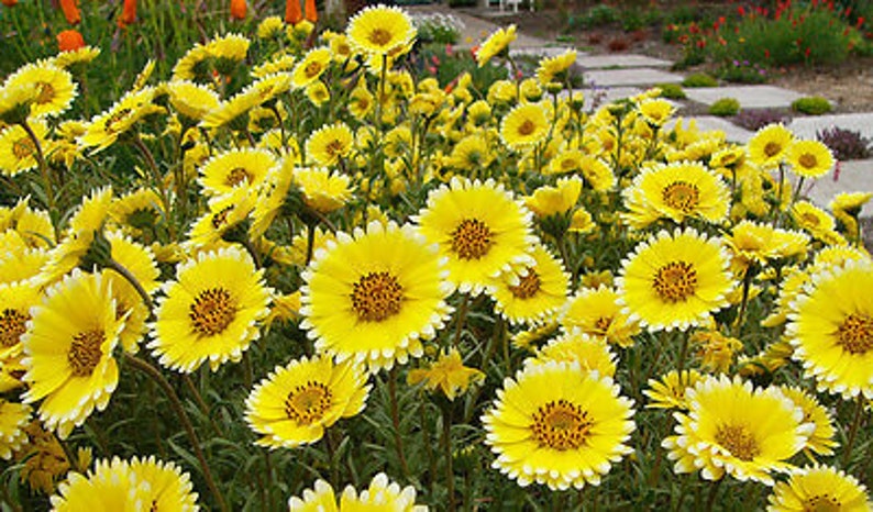 Coastal Tidy Tips 450 SEEDS Layia elegans platyglossa Landscaping flower image 6