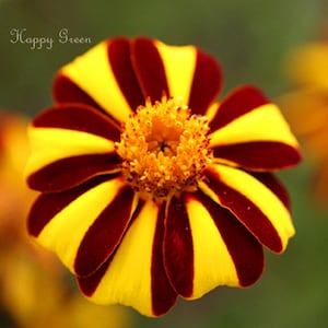 Op de afbeelding: Een close-up van een gele en rood gestreepte bloem met een donkerrode kern. De bloem is scherp en de achtergrond is wazig.