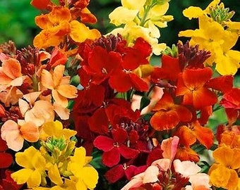 Wallflower - MY FAIR LADY - 300 seeds - Cheiranthus cheiri - Biennial flower