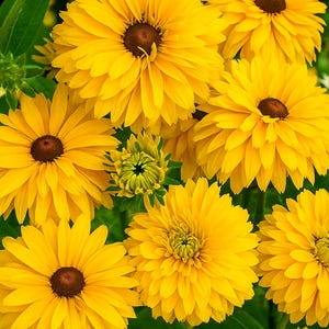 May include: A cluster of bright yellow flowers with dark brown centres. The petals are densely packed, giving a full appearance. Green leaves and stems form a contrasting background. The image includes the text "Green Shop Happy".