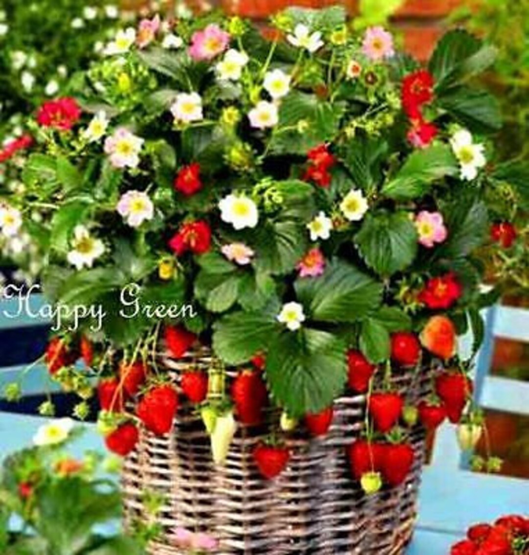 Strawberry 'Elegance' (Mid Season) | Van Meuwen