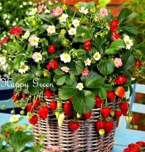 Strawberry Trailing Rainbow Treasure F1 - Fragaria X Ananassa - 5