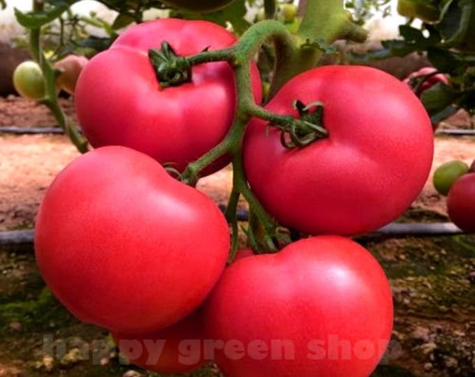 Купидон Томат Где Купить