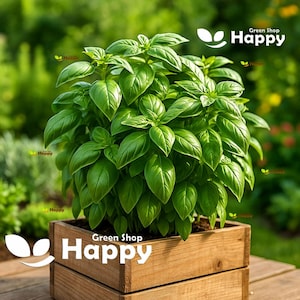 Puede incluir: Una vibrante planta de albahaca verde en una jardinera de madera. La planta tiene muchas hojas grandes y saludables. La jardinera es de madera de color marrón claro. El texto "Green Shop Happy" se muestra en la imagen.