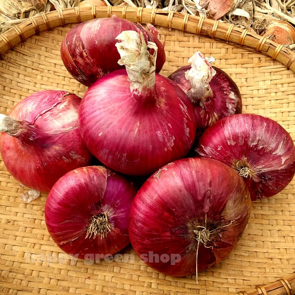 300 Samen - ROSSA DI TOSCANA - Rote Zwiebelsamen - Gemüsesamen - Eigenanbau