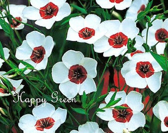 Bright Eyes Flax - Linum Grandiflorum - 400 SEEDS - ANNUAL FLOWER