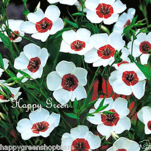 Bright Eyes Flax - Linum Grandiflorum - 400 SEEDS - ANNUAL FLOWER