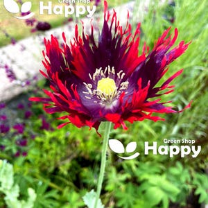 Peut inclure: Gros plan sur une fleur de pavot vibrante avec des pétales violets profonds bordés de rouge vif. Le centre présente une étamine jaune. La fleur est sur un fond vert flou, avec le texte "Green Shop Happy" en blanc.