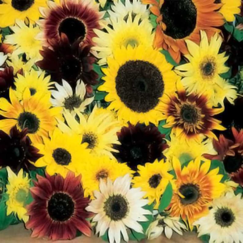 Op de afbeelding: Een close-up van een verscheidenheid aan zonnebloemen in verschillende kleuren en patronen. De zonnebloemen staan ​​in volle bloei en hebben gele, bruine, rode en witte bloemblaadjes. Het midden van elke zonnebloem is donkerbruin en heeft een ring van zwarte zaden.