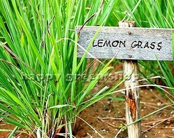 HERB - LEMON GRASS - 300 seeds - Cymbopogon flexuosus - Herb seeds - Exotic Seeds