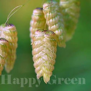 May include: Close-up of a cluster of light green seed pods with a textured, ridged surface. The pods are hanging from a stem and are illuminated by natural light.