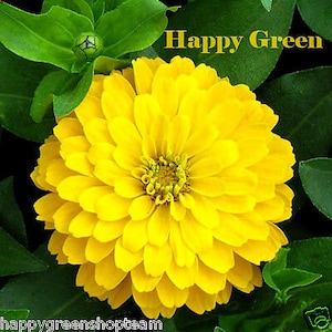 ZINNIA DAHLIA GIANT Yellow - Canary Bird - 260 seeds - Zinnia elegans  - Dahlia flowered - Annual Flower