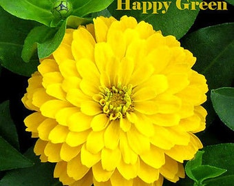 ZINNIA DAHLIA GIANT Yellow - Canary Bird - 260 seeds - Zinnia elegans  - Dahlia flowered - Annual Flower