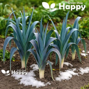 Op de afbeelding: Een close-up van verschillende preiplanten die in een tuinbed groeien. De prei heeft lange, blauwgroene bladeren en witte en gele stelen. De grond is donkerbruin en er ligt een kleine hoeveelheid sneeuw rond de basis van de planten. De afbeelding heeft een natuurlijk, buiten gevoel.