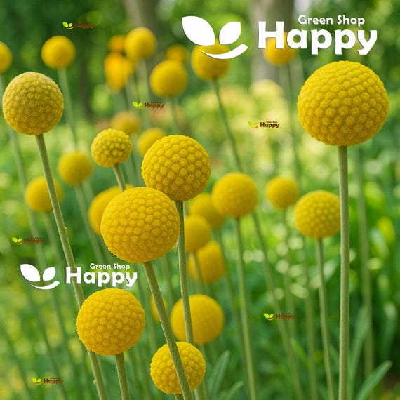350 Samen der Gelben Trommelstockblume (Craspedia globosa) | Gelbe Trommelstockblume | Einjährige Blume | Schnitt- und Trockenblume
