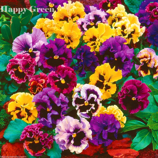 Pansy swiss CAN CAN mixed - 300 SEEDS - Viola wittrockiana - biennial flower