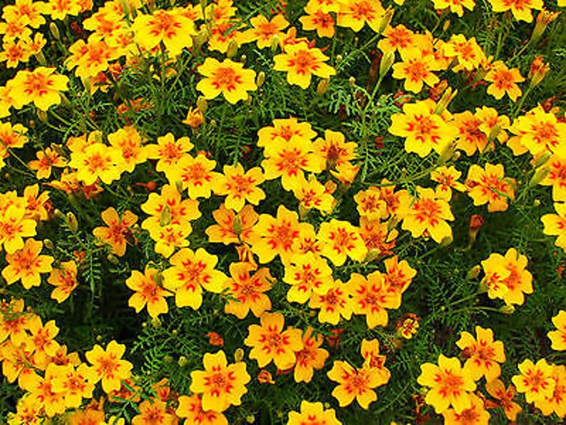 Signet marigold mixed gem Tagetes tenuifolia 300 seeds balcony flower image 2