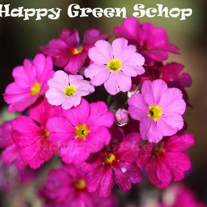 Op de afbeelding: Een close-up van een tros roze bloemen met gele centra, met de tekst "Happy Green Schop" in het wit. De bloemen variëren in roze tinten, van licht tot diep magenta. De achtergrond is wazig, waardoor de bloemen worden benadrukt.