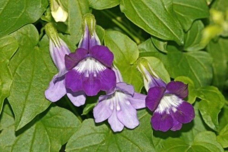 10 Mixed Dragonsnap Vine (Asarina Scandens) Seeds | Climbing Snapdragon Flower Seeds USA Grown