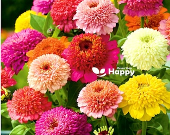 Zinnia Scabiosa Flowered - 180 Seeds - Zinnia Elegans -  Large Crested Flowers