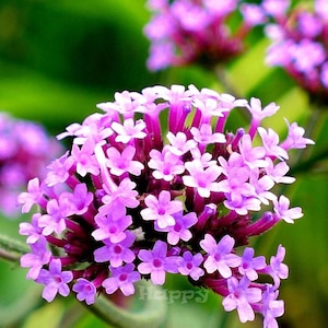 Purpletop Vervain - 1000 zaden - Verbena Bonariensis - Beste bloem voor borders