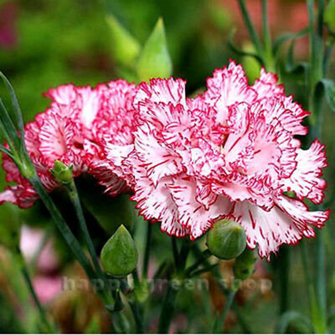 Carnation Benigna 100 Seeds DIANTHUS CARYOPHYLLUS CHABAUD Etsy