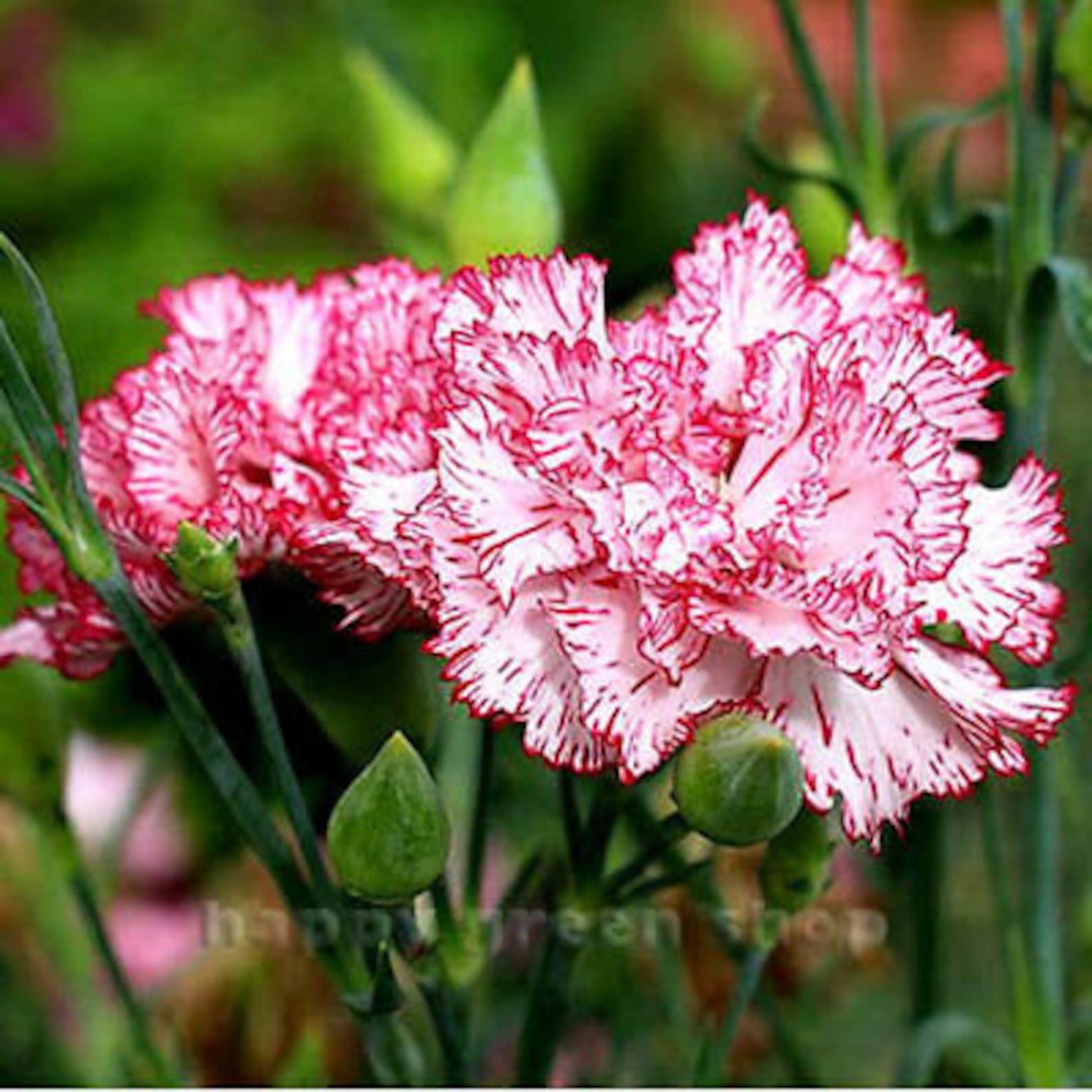 Dianthus chinensis Double