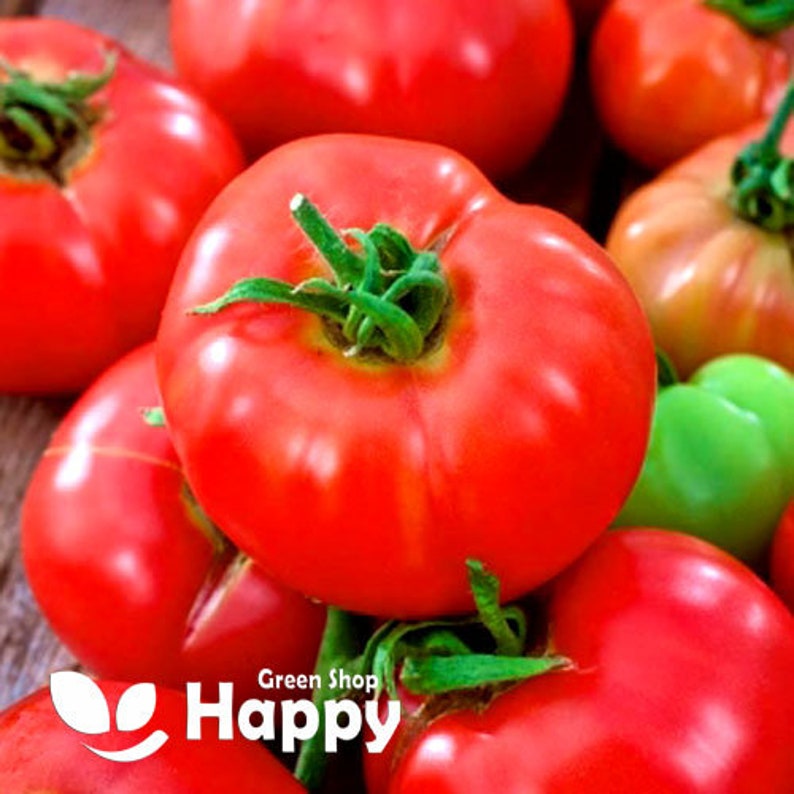 SALAD TOMATO PEDRO F1 30 seeds lycopersicon esculentum vegetable seeds image 1