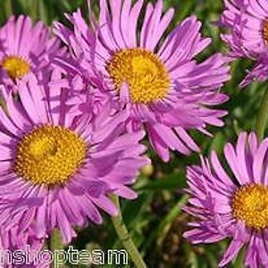 ALPINE ASTER Mixed COLOURS 150 seeds Aster Alpinus Rockery Flower image 4