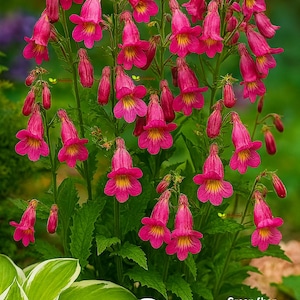 Oriental Foxglove - 100 seeds - Rehmannia Angulata - P1 Perennial Flower