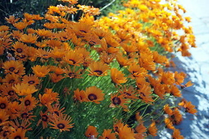 Solar Fire Daisy Ursinia Anthemoides 140 seeds Annual Flower image 2