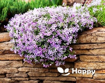 Mountain Phlox - 160 Seeds - Linanthus Grandiflorus - Annual Flower