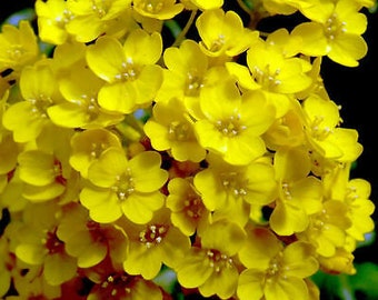 BASKET OF GOLD - 500 seeds - Alyssum saxatile Aurinia Saxatilis - Rockery flower