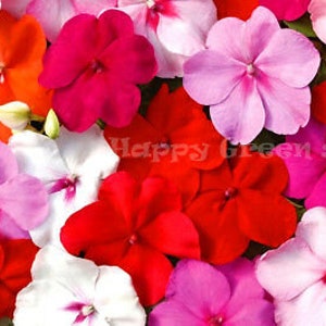 250 seeds BUSY LIZZIE MIX Impatiens Waleriana annual beddig pot flowers image 1