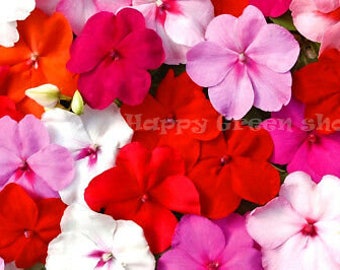 250 seeds - BUSY LIZZIE MIX - Impatiens Waleriana - annual beddig pot flowers