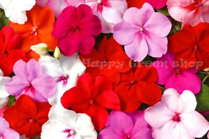 250 seeds BUSY LIZZIE MIX Impatiens Waleriana annual beddig pot flowers image 1
