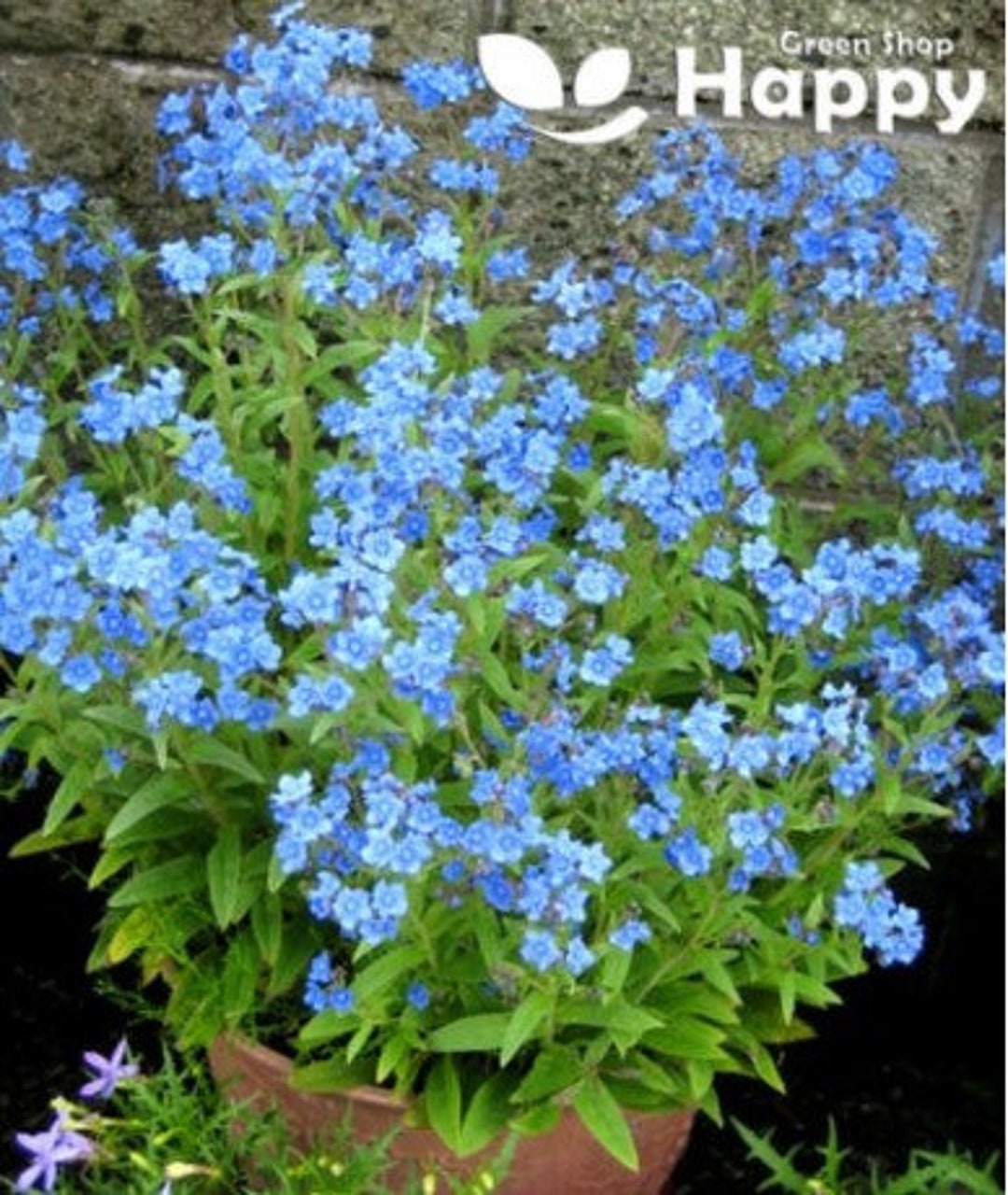 Chinese ME NOT Firmament 600 Seeds Cynoglossum Amabile Blue