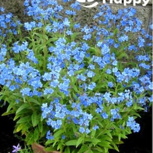 chinees VERGEET MIJ NIET - Firmament 750 zaden - Cynoglossum Amabile - Blauwe bloem