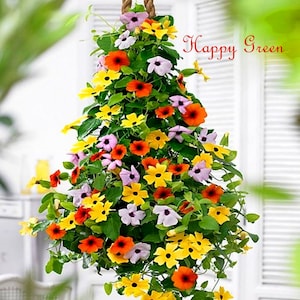 35 sementes - Thunbergia mix- Black Eyed Susan Vine - Thunbergia Alata - Flor anual