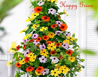 35 Samen - Thunbergia mix - Black Eyed Susan Vine - Thunbergia Alata - Einjährige Blume