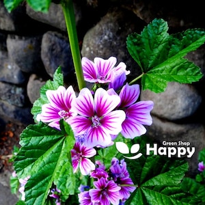 Può includere: Primo piano di un gruppo di fiori rosa e bianchi con strisce viola. I fiori crescono su uno stelo verde con grandi foglie verdi. I fiori sono a fuoco, mentre lo sfondo è sfocato.