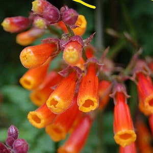 Chilean Glory Vine Mix 400 SEEDS Eccremocarpus Scaber FLOWER image 3