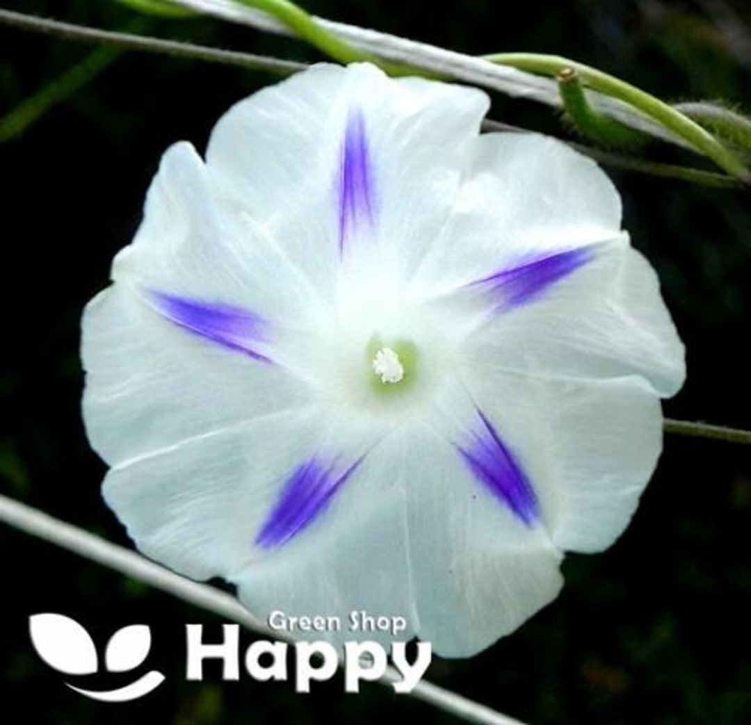 MORNING GLORY Milky Way 40 Seeds Ipomoea Tricolor Vine Climber Flower ...