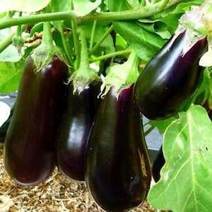 Puede incluir: Cuatro berenjenas de color morado oscuro colgando de una vid. Las berenjenas son largas y delgadas con una piel lisa y brillante.