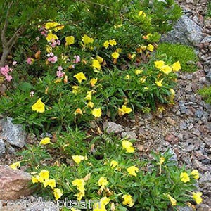 DWARF EVENING PRIMROSE Yellow 50 seeds Rockery Oenothera missouriensis image 3