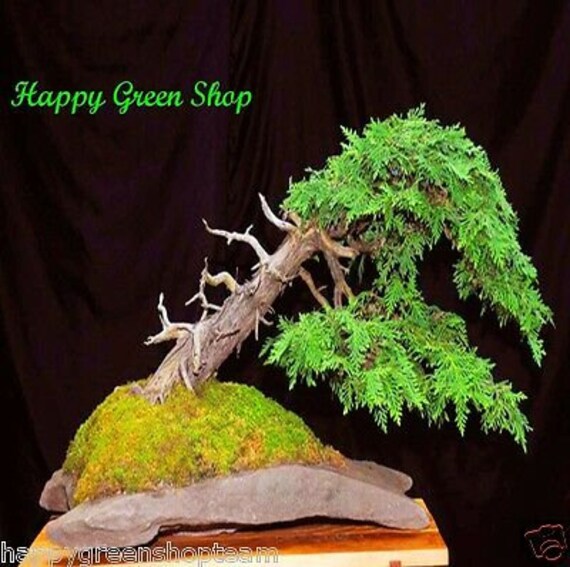GIANT CEDAR 60 seeds Thuja plicata Bonsai Western Red | Etsy GIANT CEDAR 60 seeds Thuja plicata Bonsai Western Red | Etsy