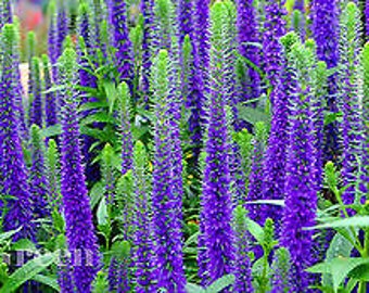 SPIKED SPEEDWELL - Veronica Spicata - 1300 Seeds - Perennial
