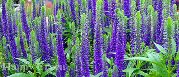 SPIKED SPEEDWELL - Veronica Spicata - 1300 Seeds - Perennial