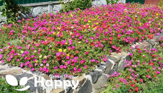 Moss Rose Mix - Portulaca Grandiflora - 3000 Seeds - Flower for