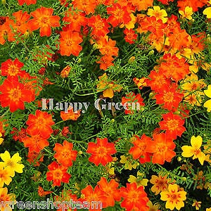 Signet marigold mixed gem Tagetes tenuifolia 300 seeds balcony flower image 3